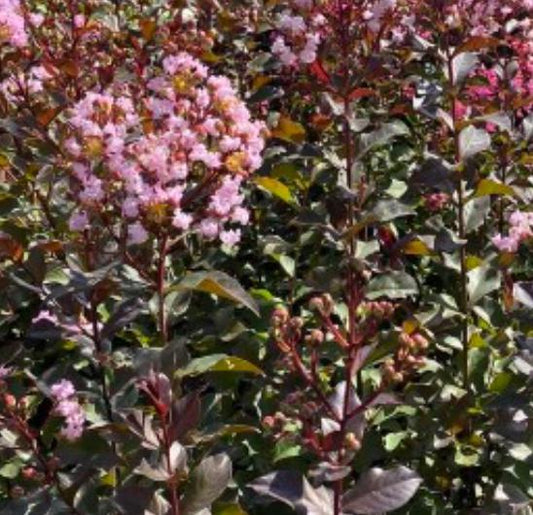 Crape Myrtle Rhapsody in Pink