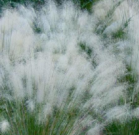 Muhly Grass White Cloud