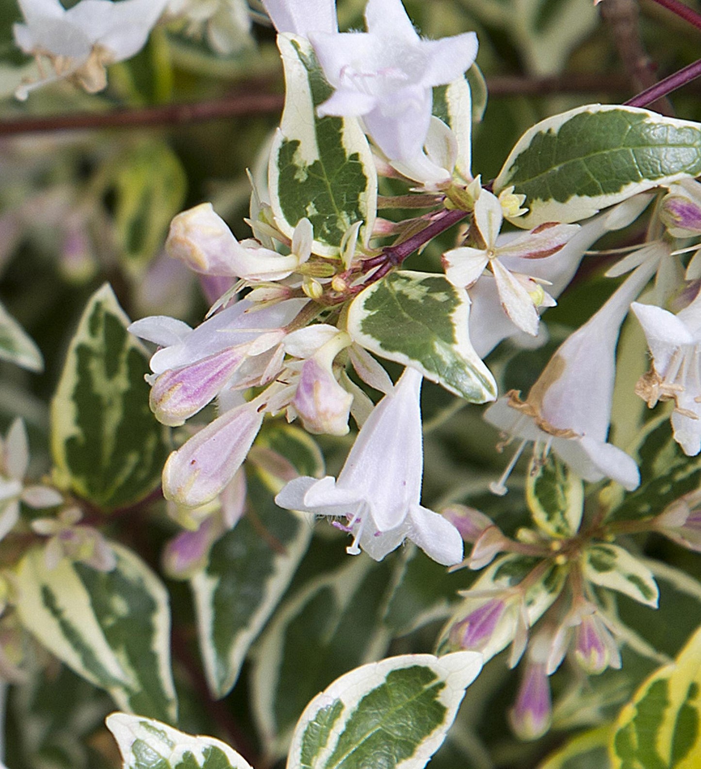 Southern Living Miss Lemon ™ Abelia