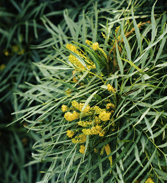 Southern Living Mahonia Soft Caress