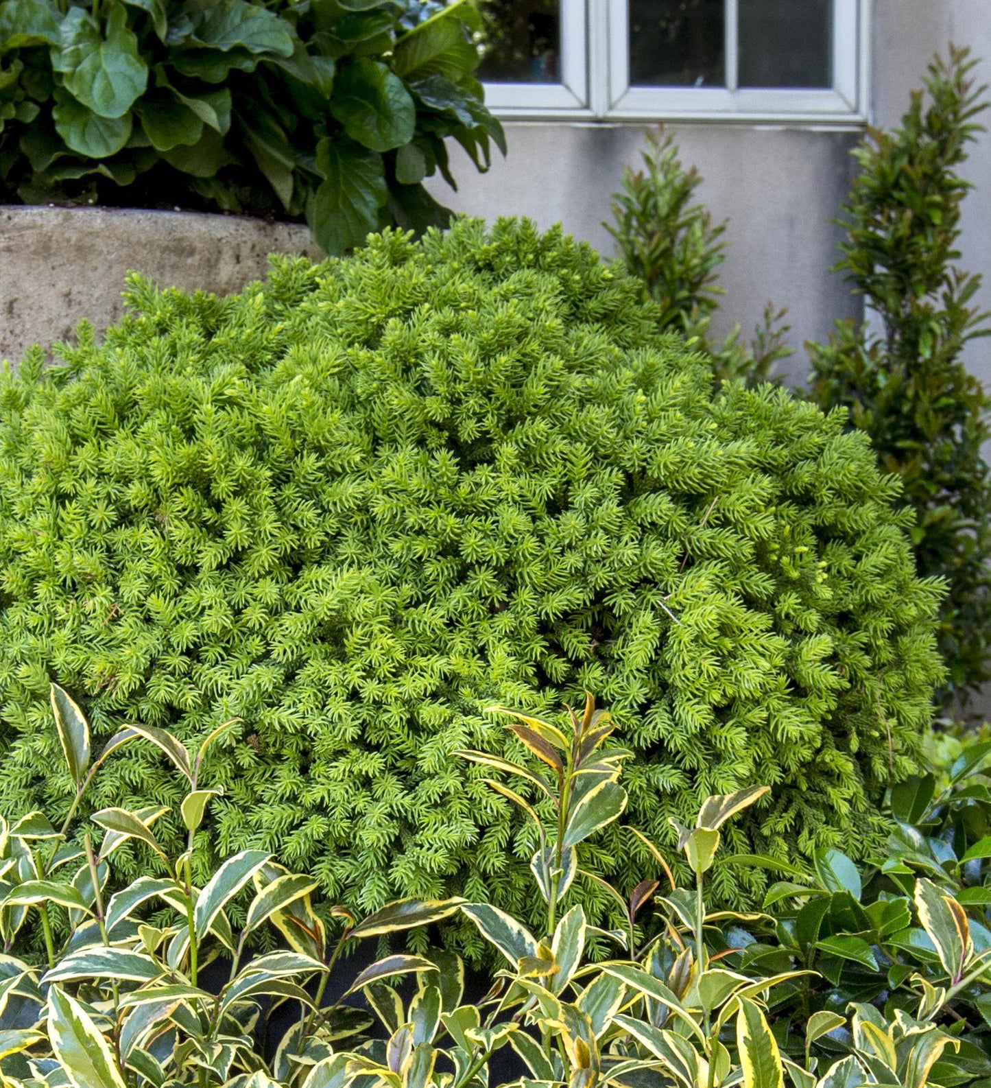 Southern Living Dragon Prince ™ Cryptomeria Dwarf