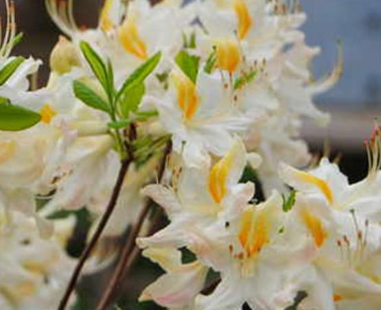 Native Azalea Rhododendron 3 gal