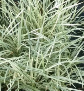 Mondo Grass Variegated