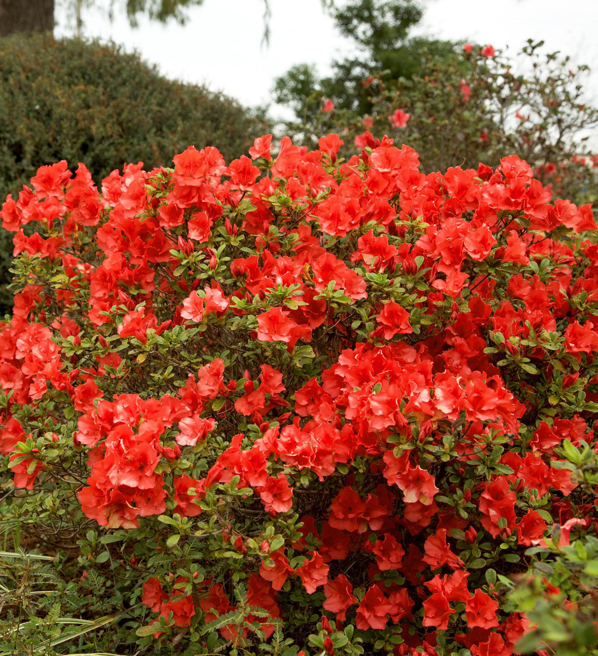 Azalea Rays Ruby Azalea Encore Autumn Ruby ® – A Bloom Garden Center
