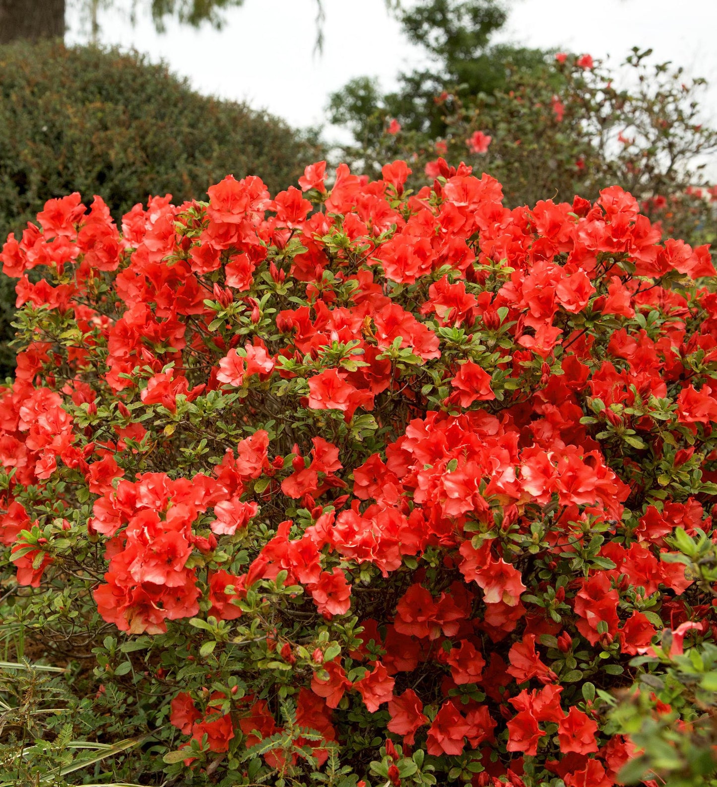 Azalea Encore Autumn Ruby ®