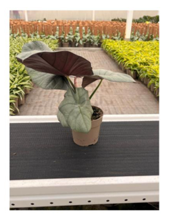 Alocasia Reginae L. Lidex N.E.