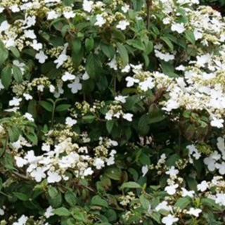 Viburnum Summer Snowflake