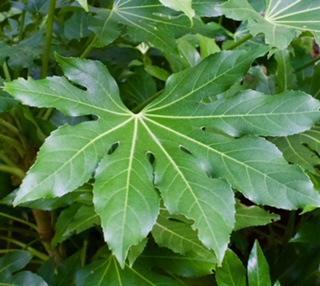 Fatsia japonica