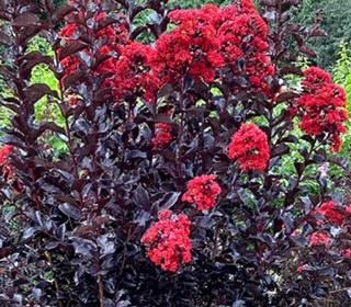 Crape Myrtle Black Diamond® Crimson Red™