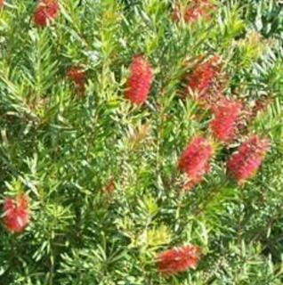 Bottlebrush Semmes Hardy