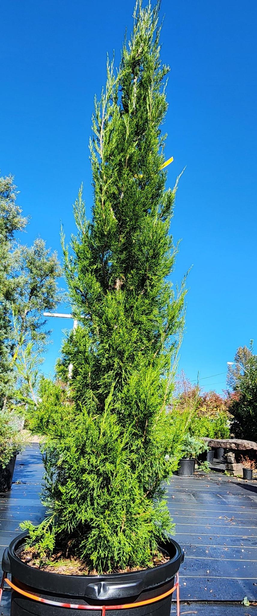 Brodie Juniper