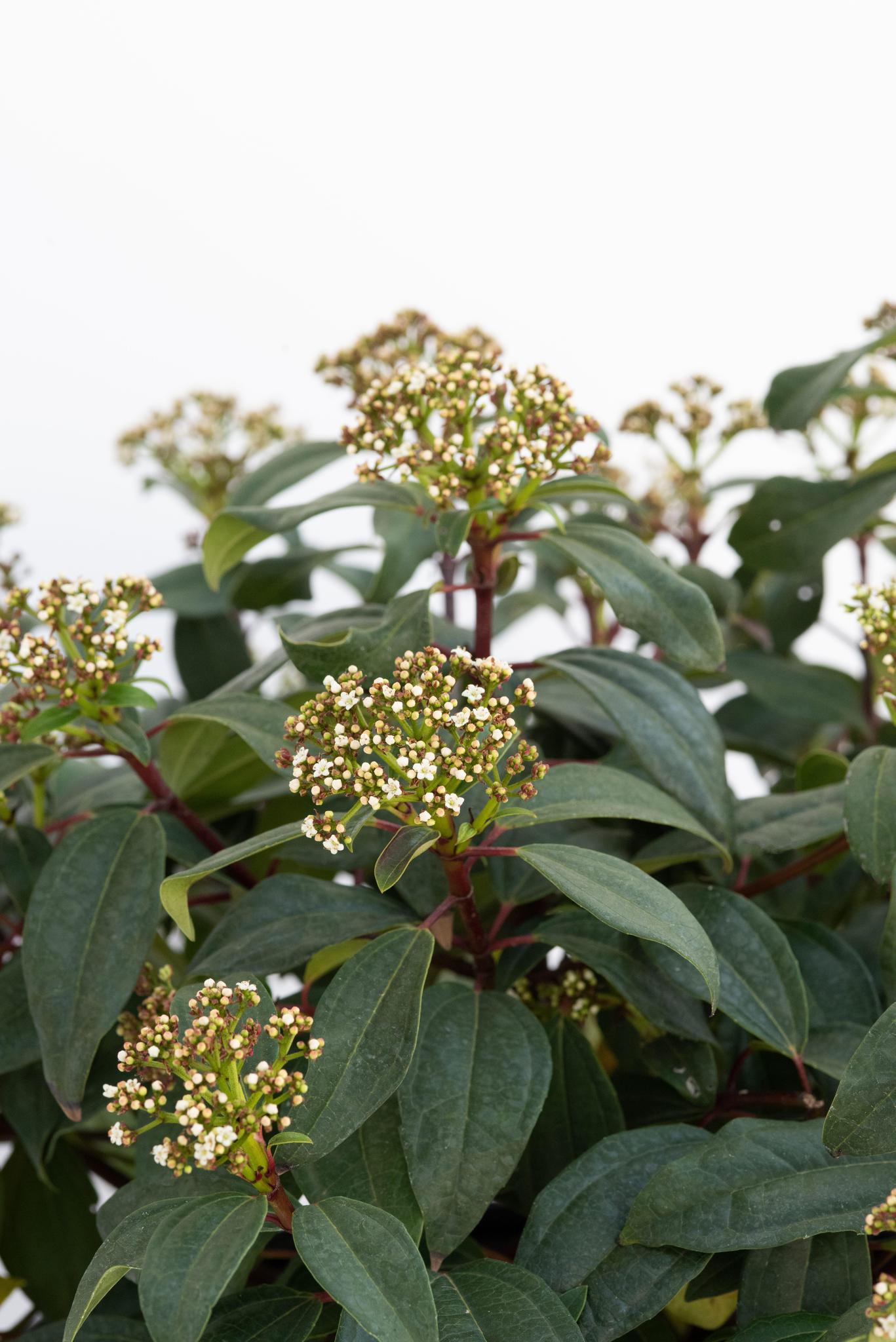 Star® Roses and Plants Moonlit Lace® Viburnum