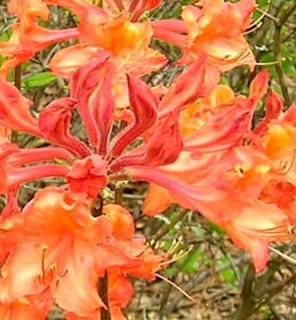 Native Azalea Rhododendron 3 gal