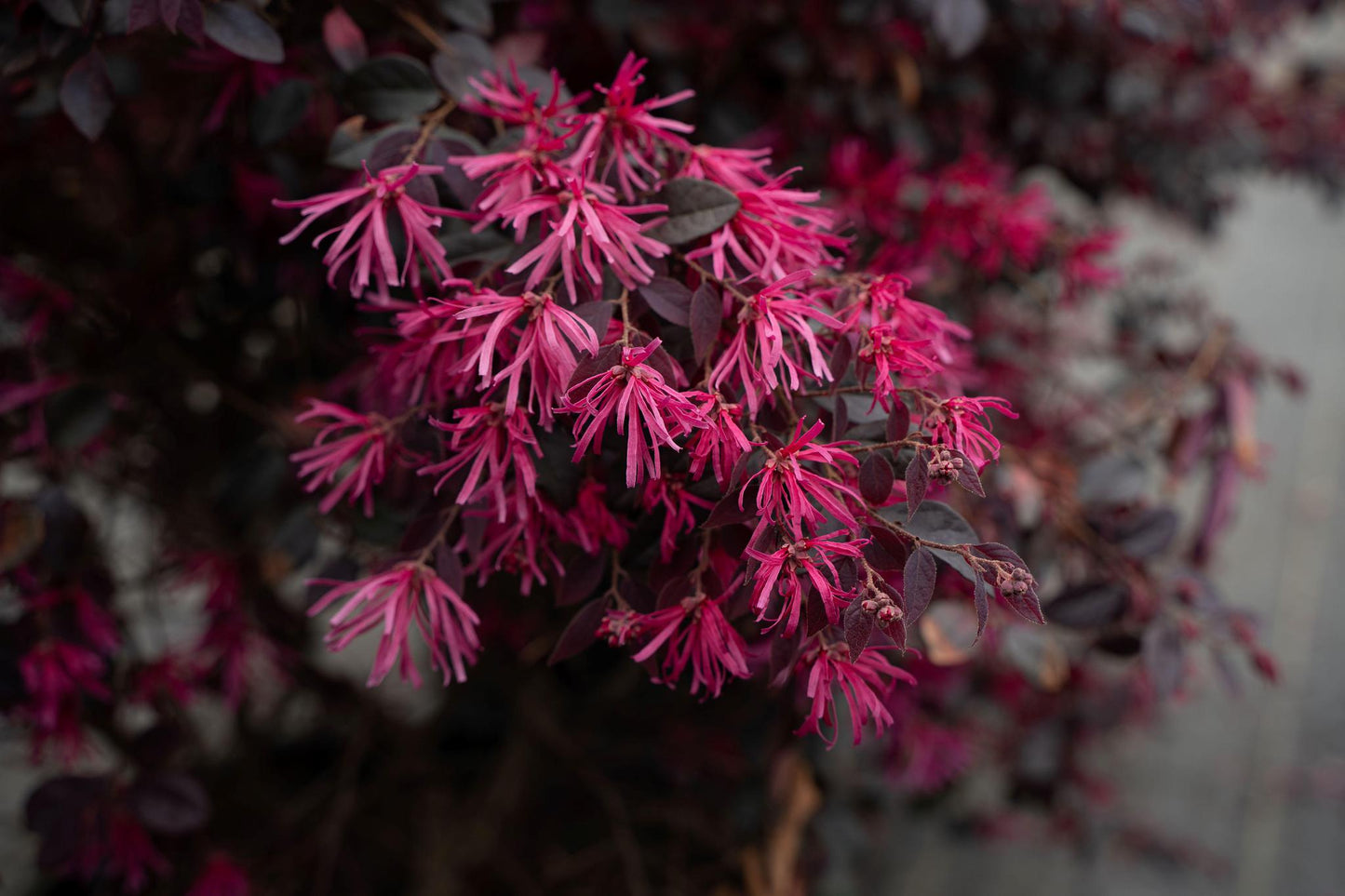 Loropetalum Cerise Charm™