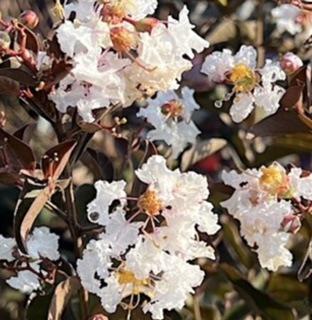 Crape Myrtle Delta Moonlight™