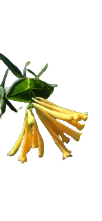 Honeysuckle Lonicera