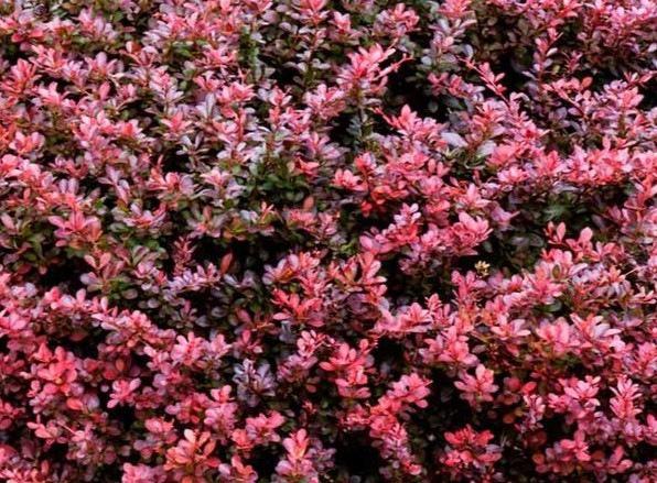 Barberry Dwarf Crimson Pygmy