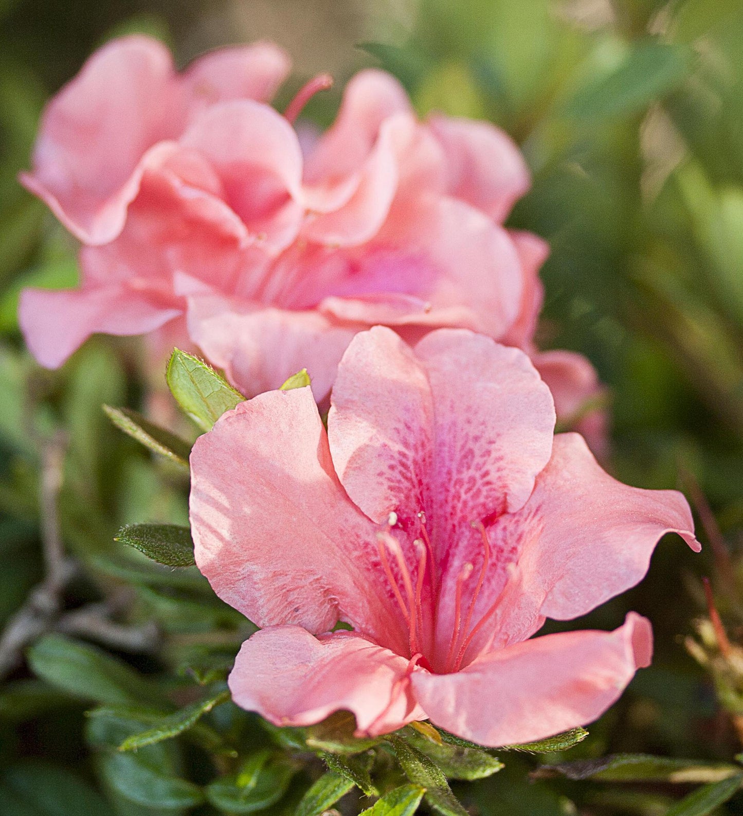 Azalea Encore Autumn Coral ®