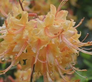 Native Azalea Spring Creek