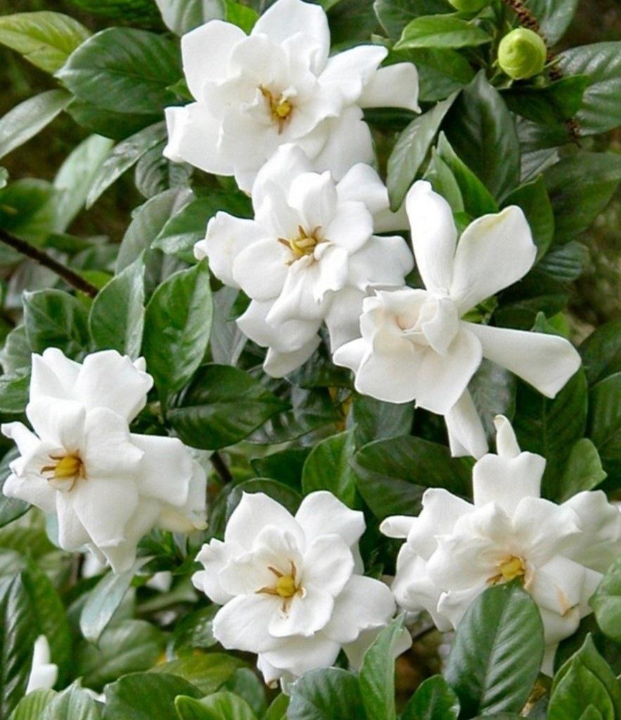 Gardenia Frost Proof