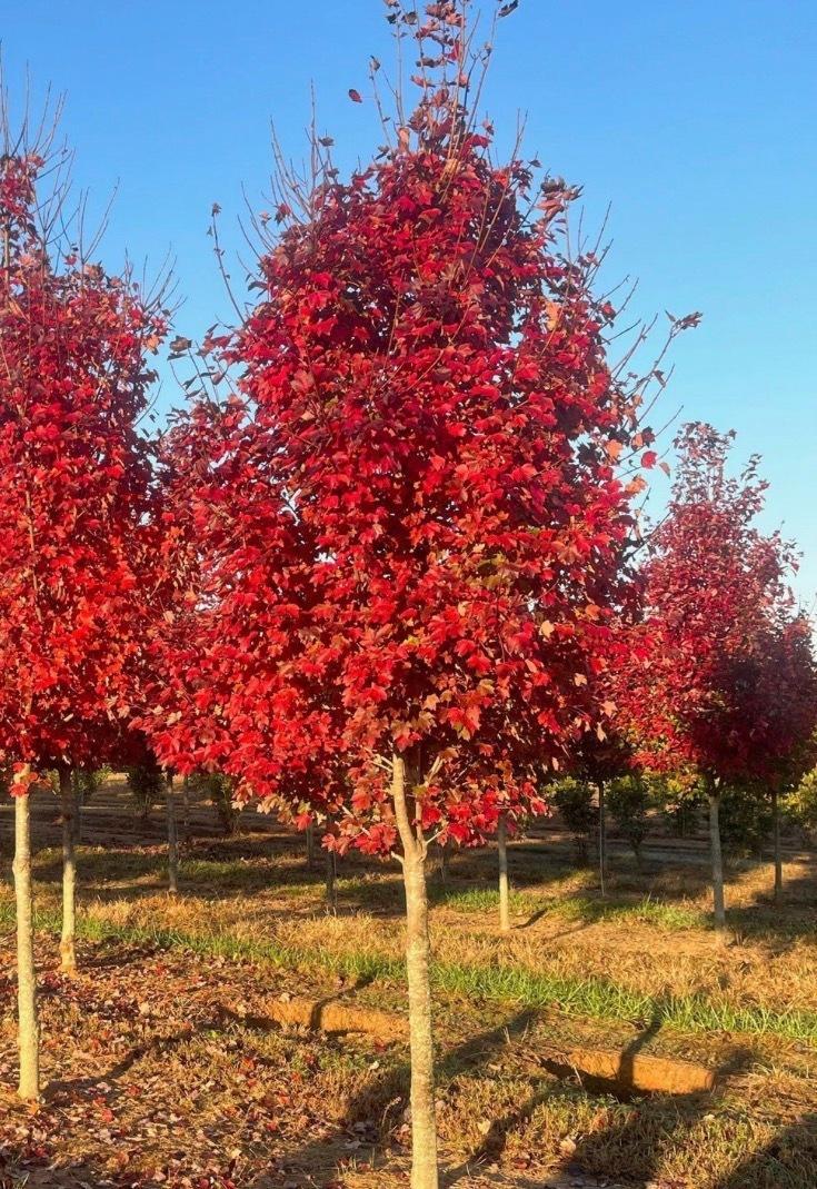 Acer Rubrum Redpointe ® Maple Tree