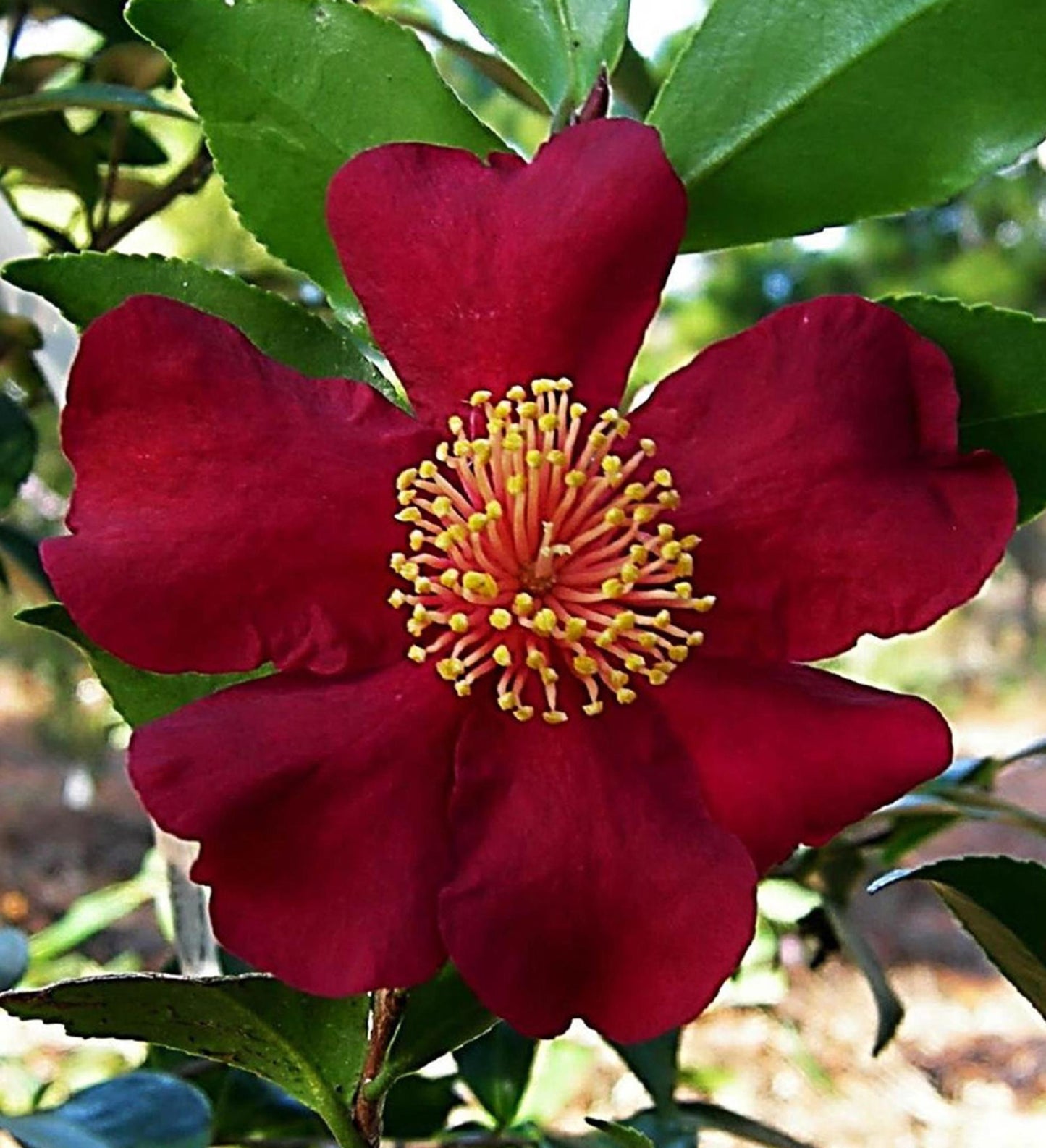 Southern Living October Magic ® Crimson N' Clover ™ Camellia