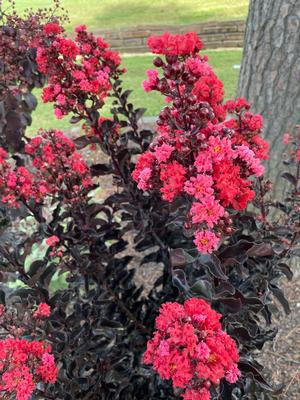 Crape Myrtle Thunderstruck™ Rumblin' Red