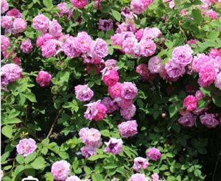 Seven Sisters Heirloom Climbing Rose