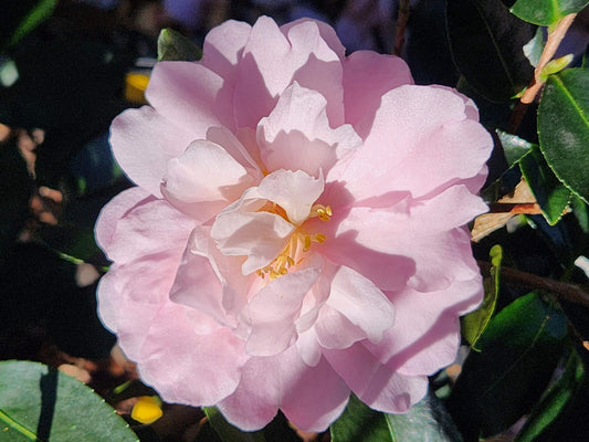 Camellia Sas. Dwf light pink Shishi