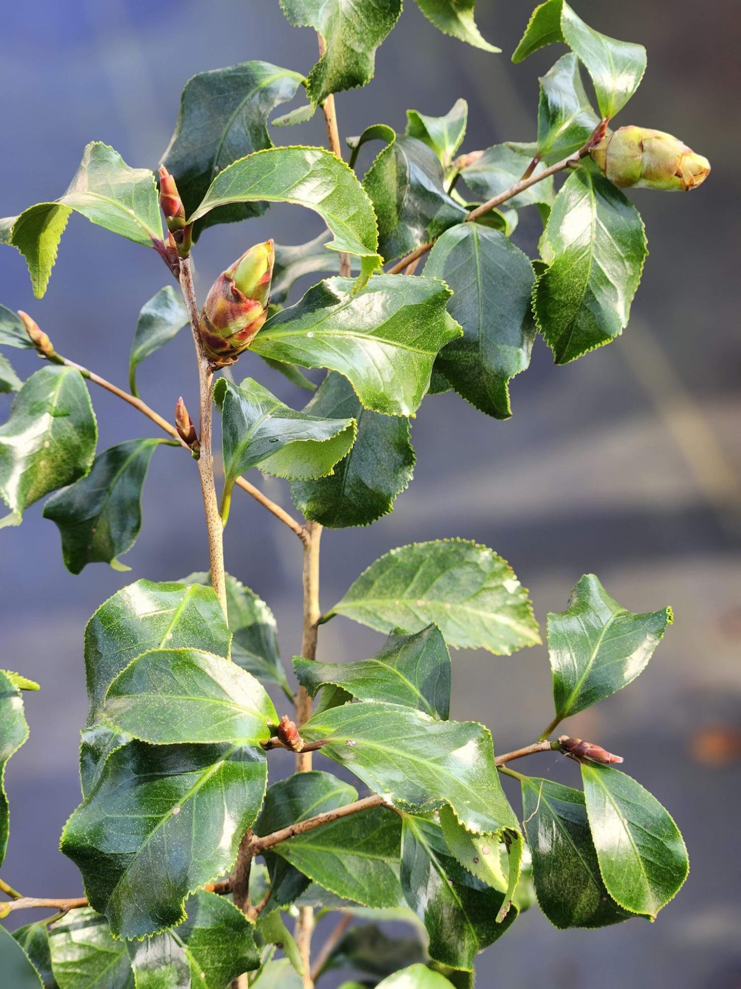 Camellia Black Magic