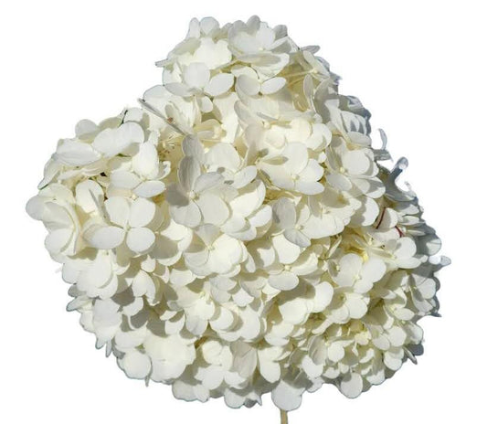 Proven Winners BoBo® Panicle Hydrangea