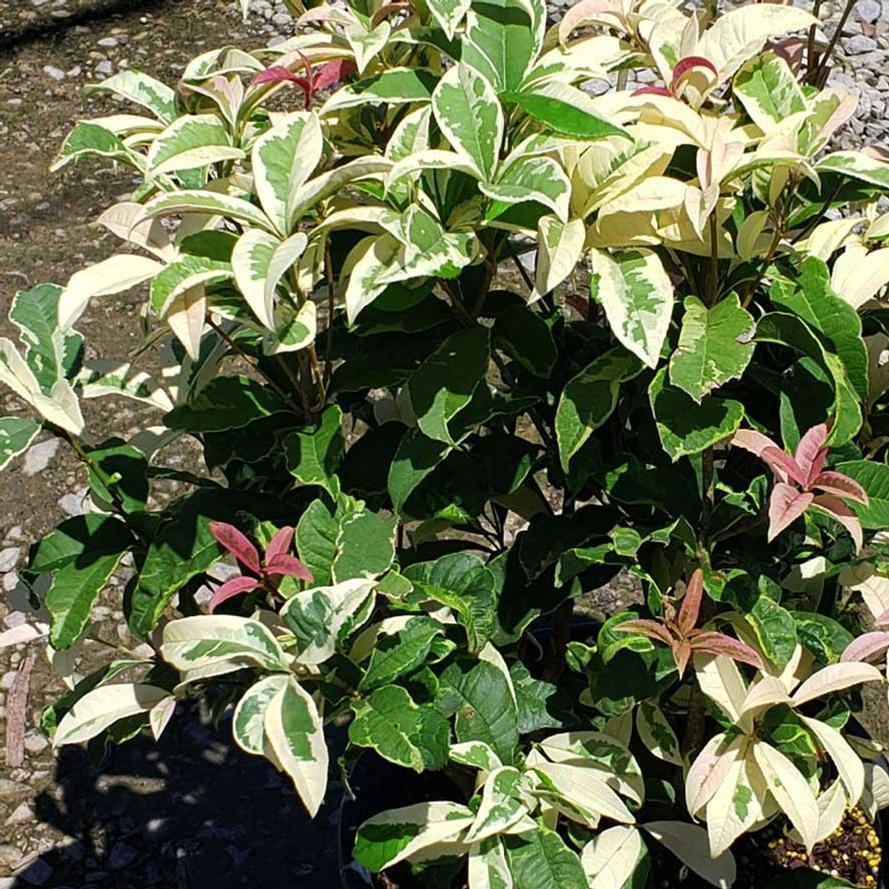 Sweet Olive Misty River Variegated Osmanthus